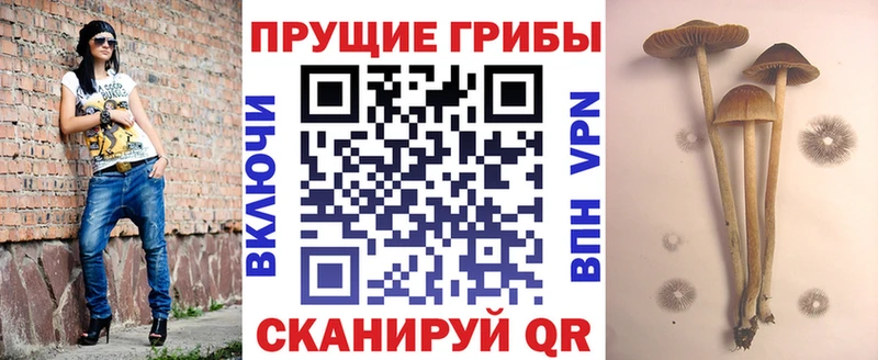 Псилоцибиновые грибы мицелий  магазин    Шахунья 